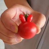 Những quả cà chua "xấu lạ" gây bão mạng xã hội